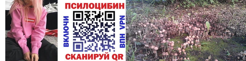 Купить где  Грайворон  Псилоцибиновые грибы Cubensis 